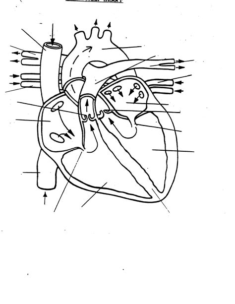 Unlabeled Diagram Of The Heart