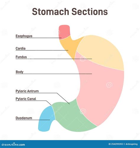 Stomach Sections. The Cardia, The Fundus, The Body, The Antrum, Cartoon ...