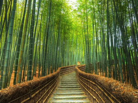 Bamboo Forest, Kyoto | Lindas paisagens, Paisagem verde, Fotografia da ...