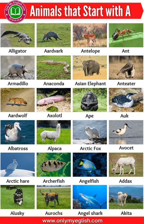 Animals That Start with A | Alphabetical List of Animal Names