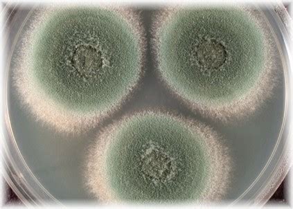 Black Mold Testing - Good Quality Of Black Mold Testing