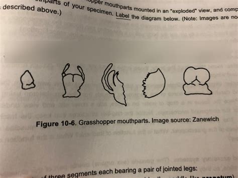 cricket mouths Diagram | Quizlet