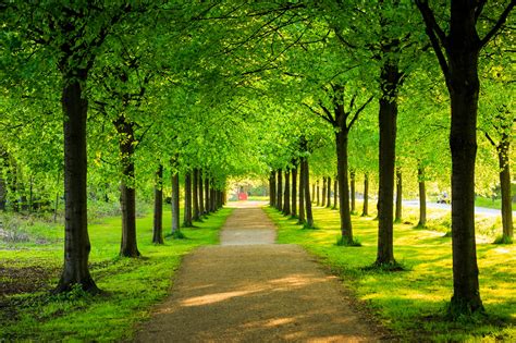 Aisle of green trees HD wallpaper | Wallpaper Flare