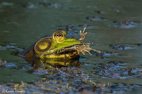 What do bullfrogs and other frogs and salamanders eat?