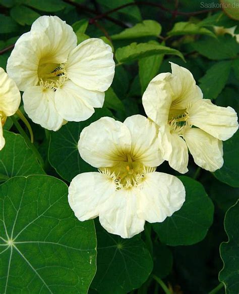 15 Moonlight Nasturtium Seeds Edible - Etsy