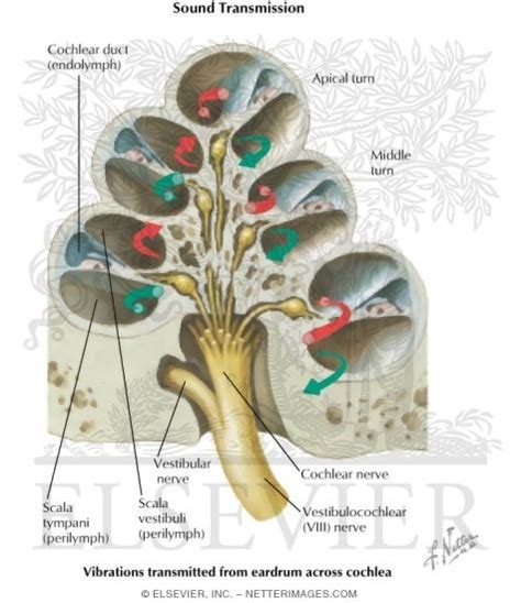 Cross Section Of Cochlea Labeled