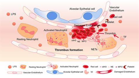 Frontiers | Review: The Emerging Role of Neutrophil Extracellular Traps ...