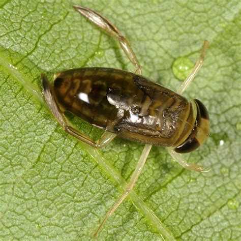 Water Boatmen nymph - BugGuide.Net