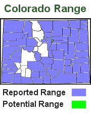 Colorado's Reptiles & Amphibians - Western Rattlesnake