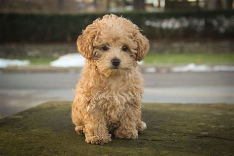 Teacup Poodle Lifespan - Everything You Need to Know