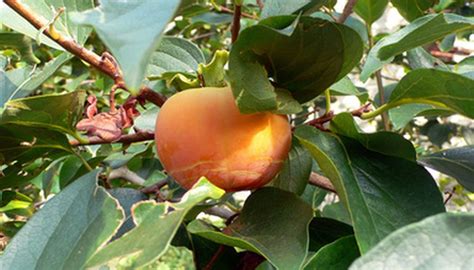 Fuyu Persimmon Tree Care | Garden Guides