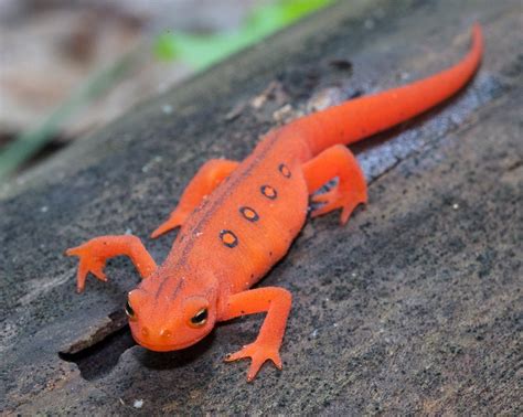 Eastern newt : herpetology