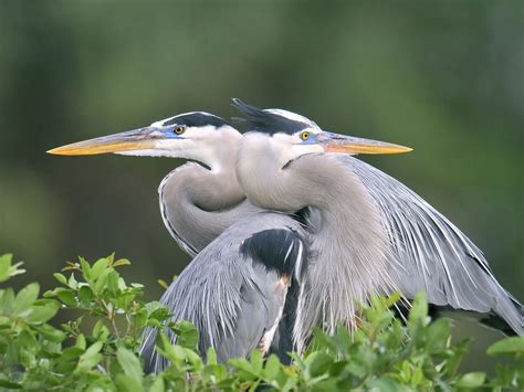 Do Great Blue Herons Migrate? (Everything Explained) | Birdfact