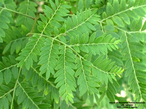 Honey Locust Tree Leaves