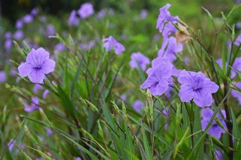 Ruellia brittoniana (Mexican Petunia)