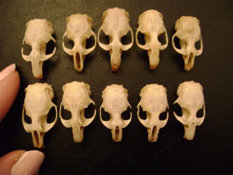 10 REAL MOUSE SKULLS for steampunk jewelry or magic wands TAXIDERMY LOT ...