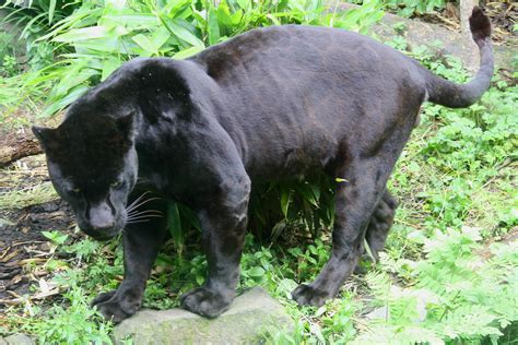 File:Black Jaguar (Panthera onca).JPG - Wikimedia Commons