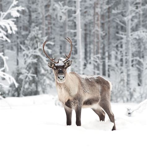 5 Interesting Facts About Reindeer | Hayden's Animal Facts