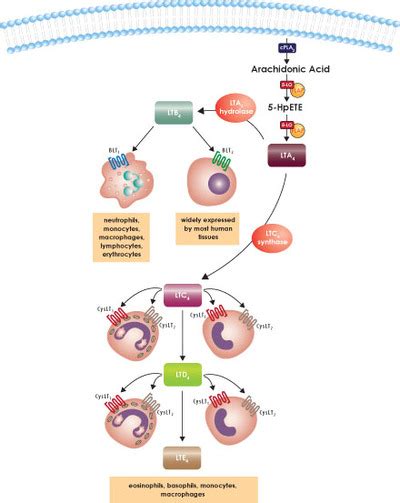 Receptors, Leukotriene; Leukotriene Receptors; Receptors, SRS-A; SRS-A ...