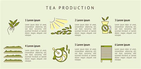 Premium Vector | The process of making tea by stages