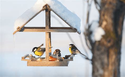 Dammann's Garden Company – How to Feed Birds in Winter