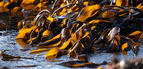 Seaweed, kelp and seagrass: how to tell the difference – Lofoten ...