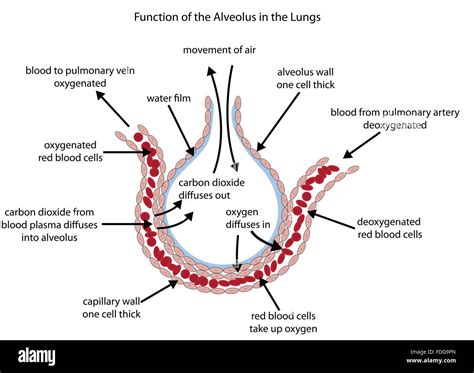 Alveoli Gas Exchange