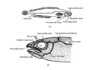 Lateral Line System of Fishes | Biology EduCare