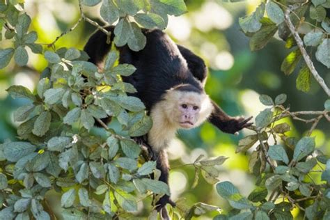 Panamanian White-Faced Capuchin: Nature's Clever Primates