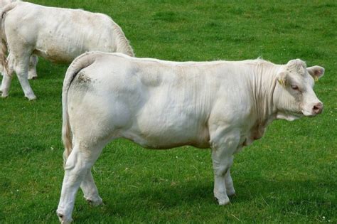 30 Best Cow Breeds for Meat and Milk You'll Want to Know About