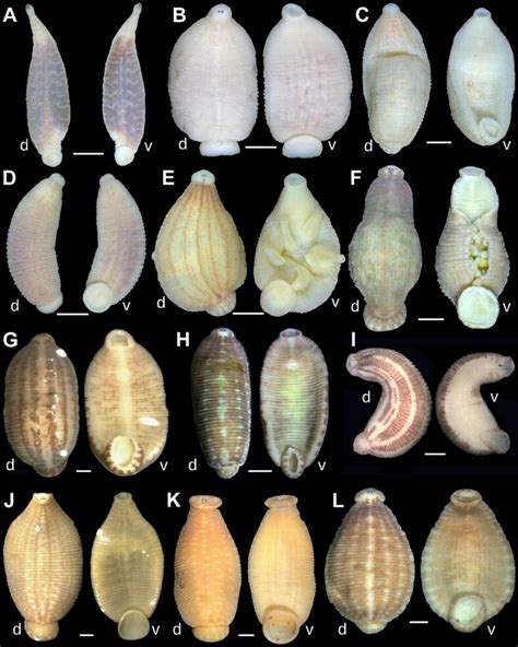 Gimme shelter: Seven new leech species call freshwater mussels home