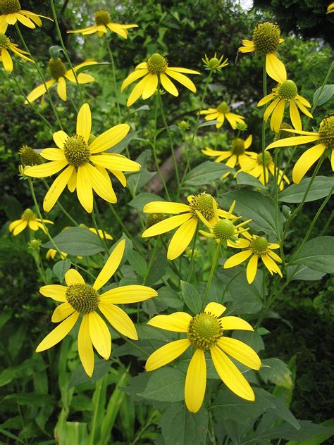 Rudbeckia laciniataCutleaf Coneflower – DROPSEED