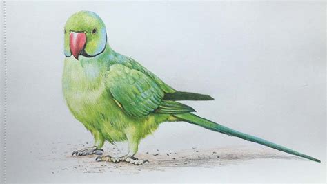 An Incredible Compilation of Over 999 Parrot Drawings - Incredible 4K ...