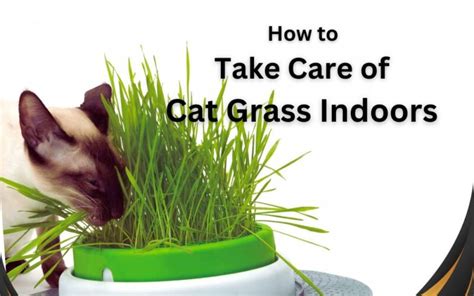 How to Take Care of Cat Grass Indoors : Pro Tips That You Must Know ...