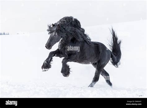 Friesian Horse. Black stallion bucking on a snowy pasture Stock Photo ...