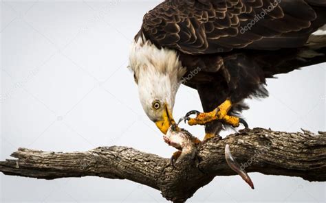 Eagle Eating Fish Stock Photo by ©TeriVirbickis 33724883