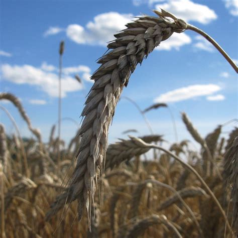 New life for wheat/rye hybrid triticale