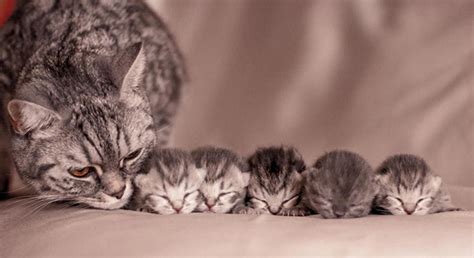 Got a mama cat with kittens? Give us a call! – Yellowstone Valley ...