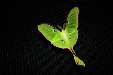 Actias Luna Moth Photograph by Scott Kroeker (natural Light Magic) - Pixels