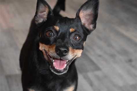 Miniature Pinscher: A lively and always alert tiny watch dog