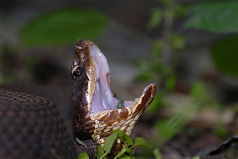 How To Identify A Water Moccasin | Snake Removal