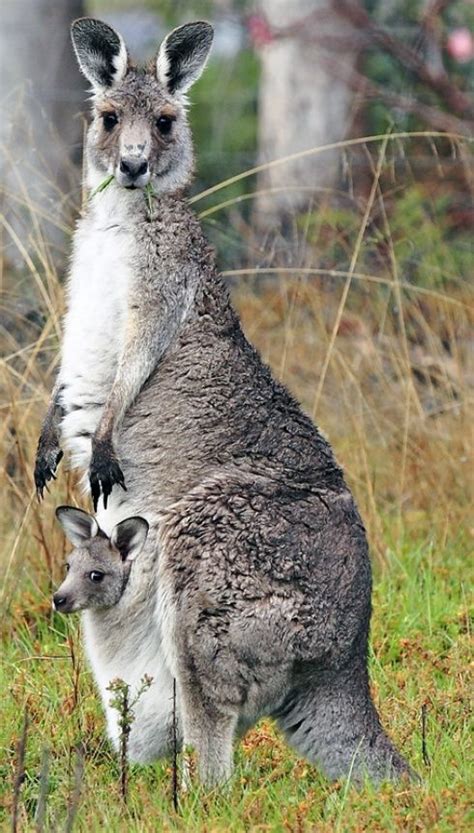 Pouch Puzzle: Kangaroo Moms Mysteriously Swap Offspring | Live Science