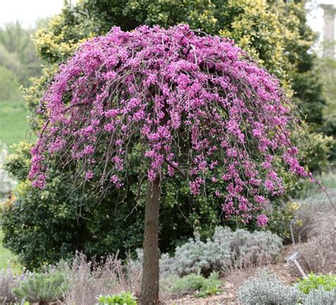 Flowering Tree With Twisted Trunk - FLOWERS CJK