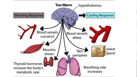 The Hypothalamus: The Body's Thermostat (Human Thermostat) - YouTube