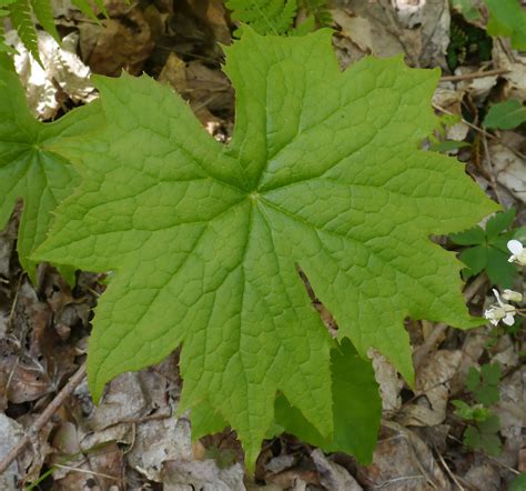 Woodland plants with large leaves | Identify that Plant