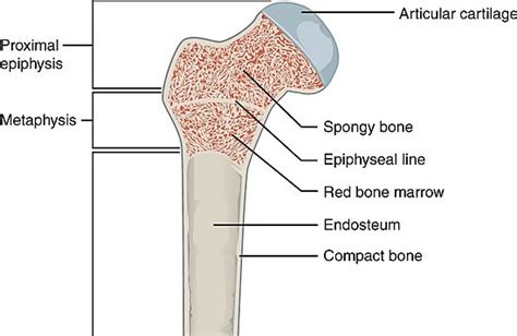 Compact And Spongy Bone Diagram