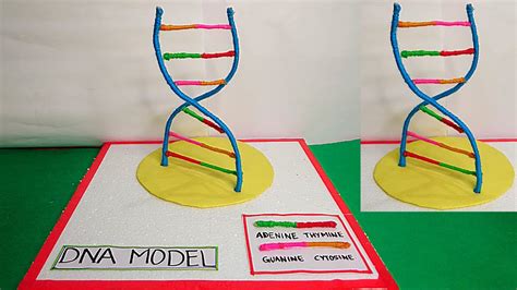 DNA 3D Model Project | How to Make easy DNA model | Easy DNA model ...