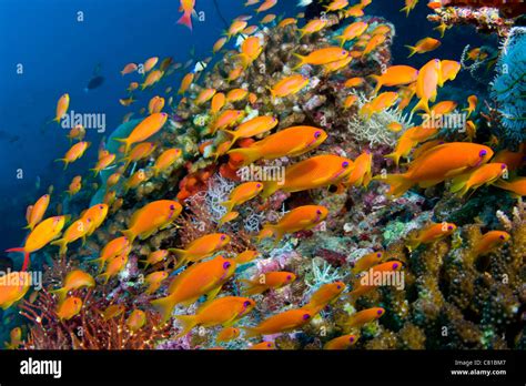 Maldives, underwater sea life and fish, school of fish, anthias fish ...