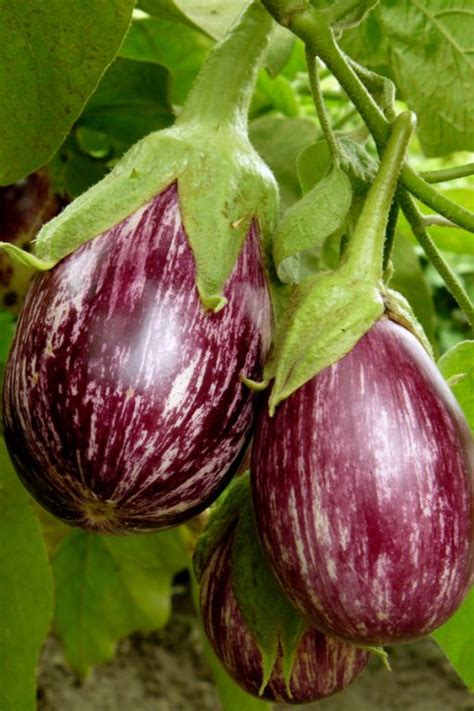 The Secret To Growing Eggplant - How To Plant, Grow & Harvest Eggplant