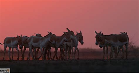 Rann of Kutch Wildlife Photography Tour | Indian National Parks ...